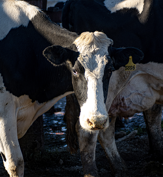 La Rosalía · Leche ecopremium y quesos