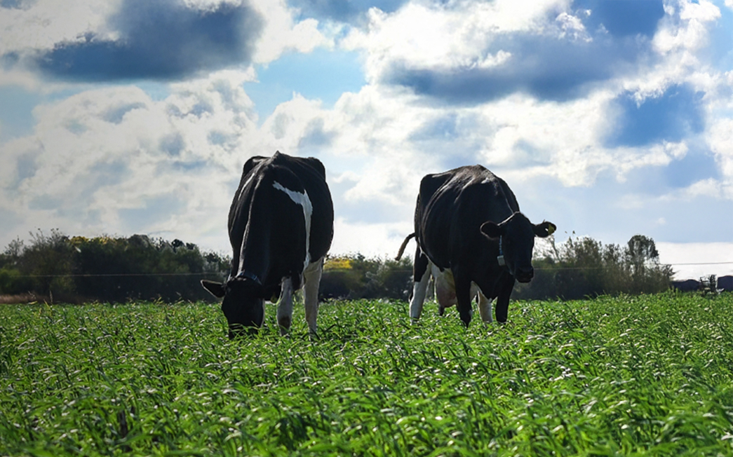 La Rosalía · Leche ecopremium y quesos